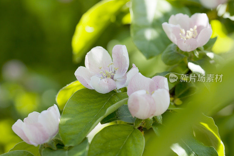 木瓜春天开花(Cydonia oblonga)